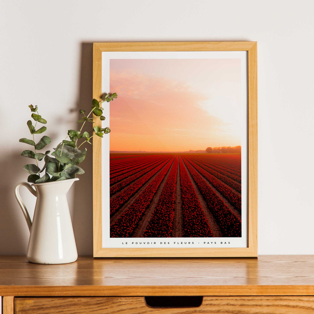 Le pouvoir des fleurs - Pays bas